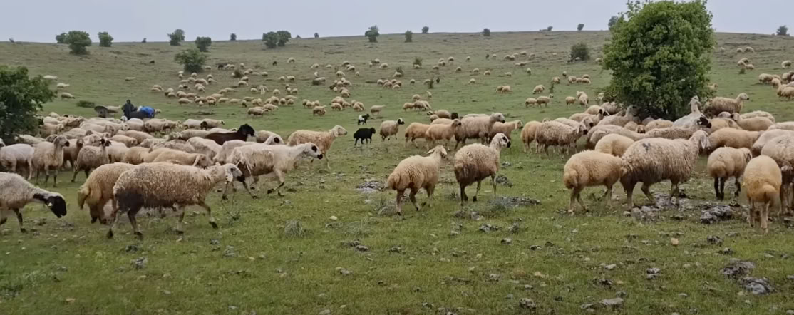 الذئاب وحياة الجبال الذئاب وحياة الجبال